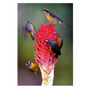 Handbook of the Birds of the World - Volume 16