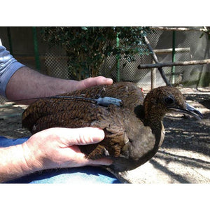 Transmissores Radiais Holohil tipo Múltiplo RI-2C de 6 g