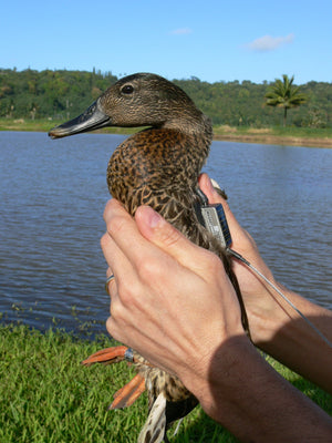PTTs Solares NorthStar para Rastreamento de Animais Selvagens desde 5 g