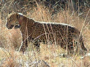 Colares de Baixo Perfil NorthStar para Rastreamento de Animais Selvagens